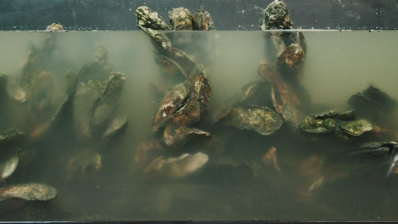 Load video: All Toadfish Sales support planting oyster beds