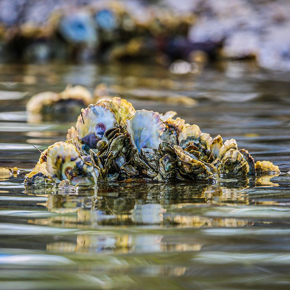 Ep. 2 - Oysters are our Liver